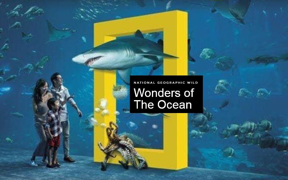 Wonders of the Ocean (2019) постер